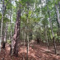 40 Acres in Wayne County MS