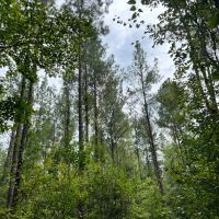 40 Acres in Wayne County MS images 2
