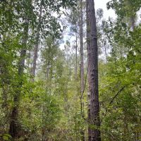 40 Acres in Wayne County MS images 3