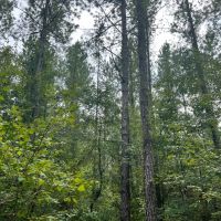 40 Acres in Wayne County MS images 4