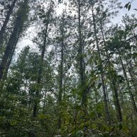40 Acres in Wayne County MS images 5