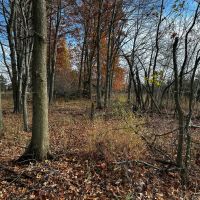 35 Acres of Whitetail Heaven Montcalm County MI