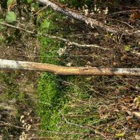 35 Acres of Whitetail Heaven Montcalm County MI images 4