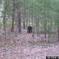 Bear july 2023