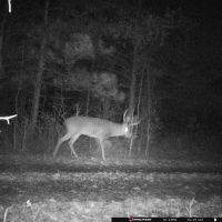 Big buck on driveway on 10-21