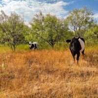 Price Improvement 40 - Acres Callahan County images 3