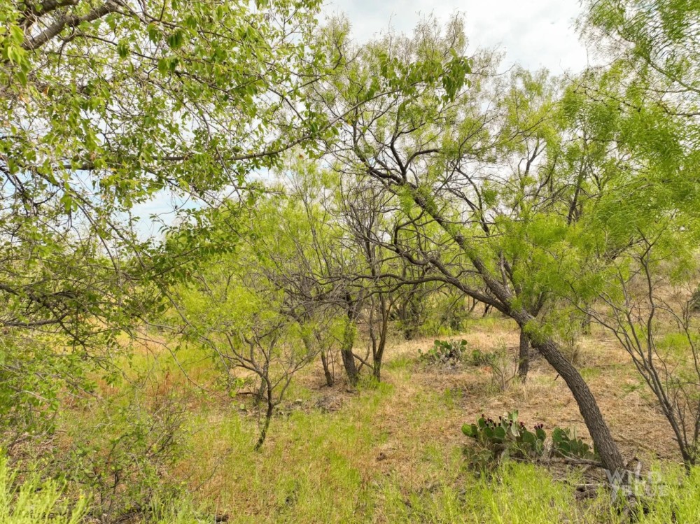 Price Improvement 43 - Acres Callahan County featured image