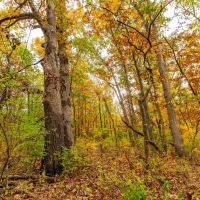 39.77 Surveyed Acres Northern Lincoln County Hunting Property for Sale images 5