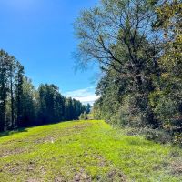 145 Acres County Road 1060 T-5 images 4