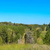290 Acres County Road 1090 T-3 images 4