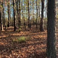 5 000 - Feet of Little Red River Frontage Pangburn images 3