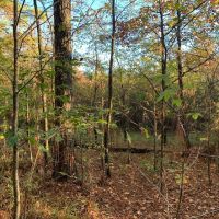 5 000 - Feet of Little Red River Frontage Pangburn images 4