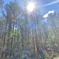 46.41acres right outside city limits images 3