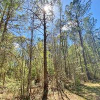46.41acres right outside city limits images 5