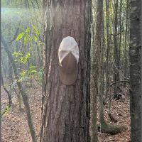 274 Acres in Winston County in Louisville MS images 4