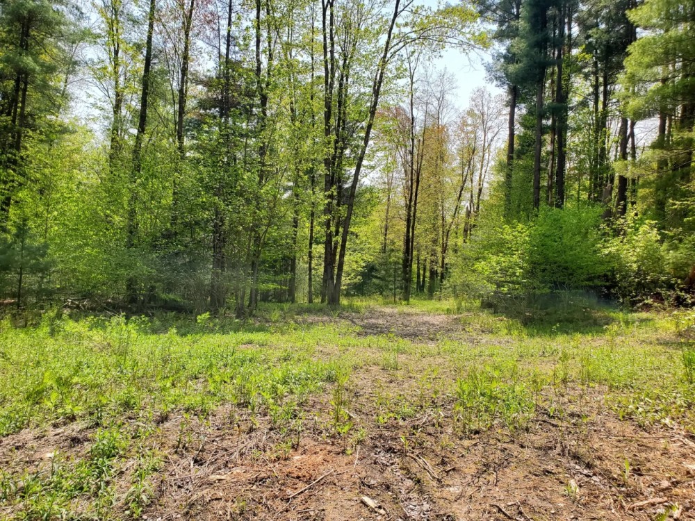 8.6 acre Woodlands on Snowmobile Trail Williamstown NY featured image