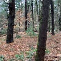 8.6 acre Woodlands on Snowmobile Trail Williamstown NY images 3