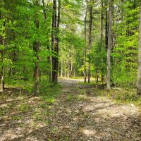7 acres Hunting Land Near State Land Williamstown NY