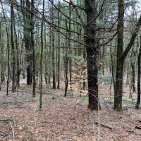 7 acres Hunting Land Near State Land Williamstown NY images 3
