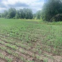 Moberly Whitetails Tract 10 images 3