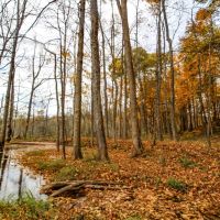 Waymor Rd - 22 acres - Guernsey County