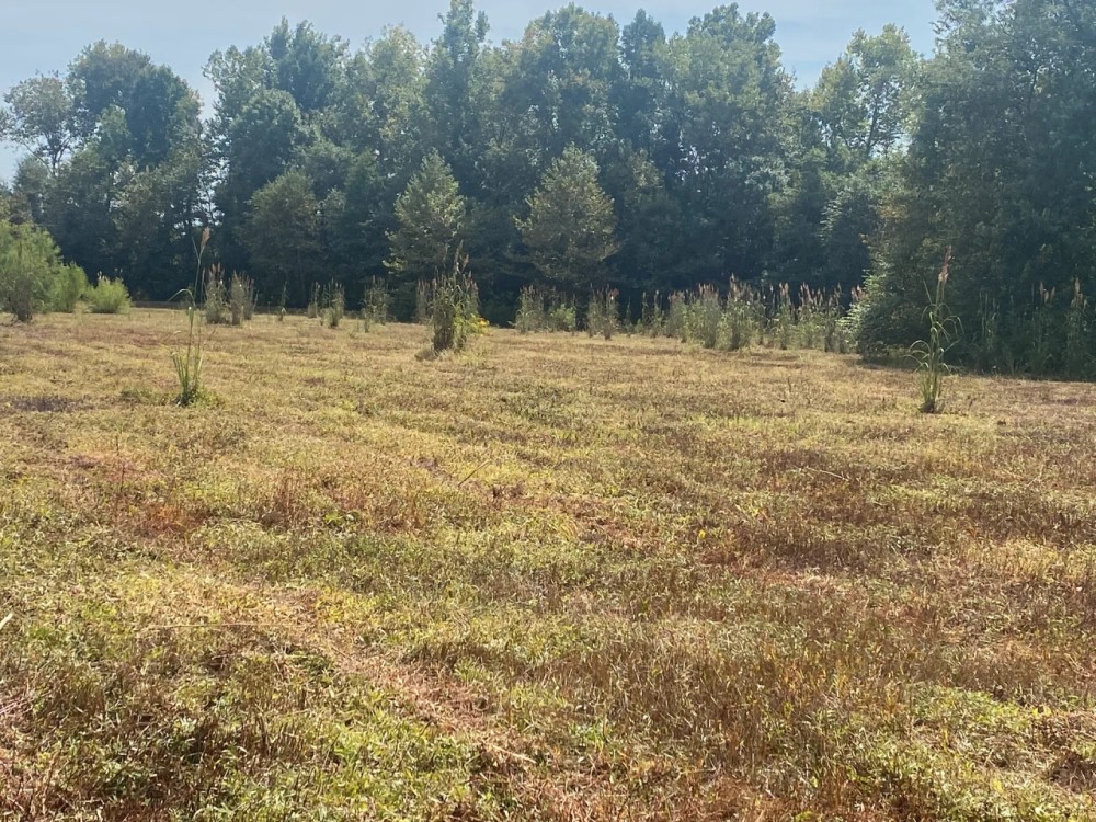 MS Leflore 49 acres Hunting Land for Sale