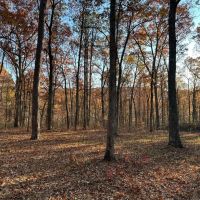 74.34 Acres adjacent to the Ozark National Forest images 2