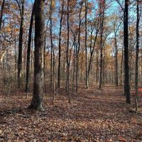 74.34 Acres adjacent to the Ozark National Forest images 4