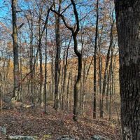 74.34 Acres adjacent to the Ozark National Forest images 5