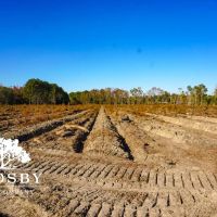 Mill Branch images 3