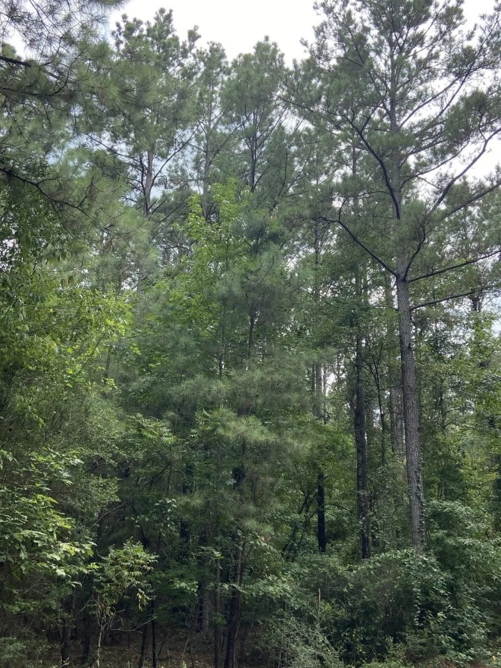 Whispering Pines Tract Bienville Parish 82 Acres - featured image