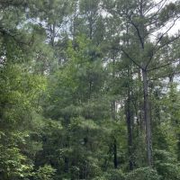 Whispering Pines Tract Bienville Parish 82 Acres -