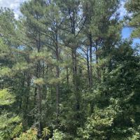Whispering Pines Tract Bienville Parish 82 Acres - images 2