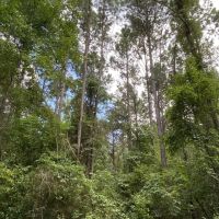 Whispering Pines Tract Bienville Parish 82 Acres - images 4
