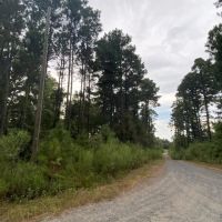 Whispering Pines Tract Bienville Parish 82 Acres - images 5