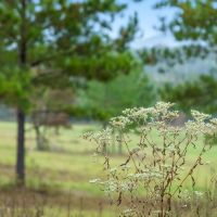 70 Acres - Country Dream Opportunity - Near Chattanooga images 5