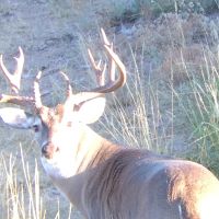 Prime South Texas Brush Country Hunting, Family Friendly MLDP