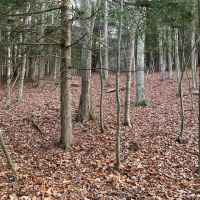 9 acre Wooded Country Land Near New Lisbon NY images 2