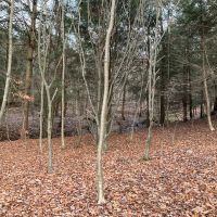 9 acre Wooded Country Land Near New Lisbon NY images 3
