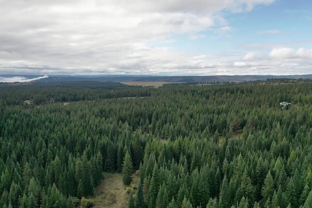 Grouse Flats Timber Tract featured image