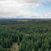 Grouse Flats Timber Tract