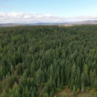 Grouse Flats Timber Tract images 2