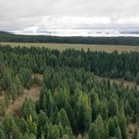 Grouse Flats Timber Tract images 3