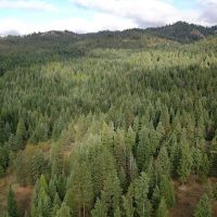 Grouse Flats Timber Tract images 5