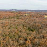 19.76 Acre Timber Tract Tract C for Sale Phelps County images 2
