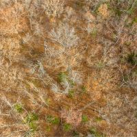 19.76 Acre Timber Tract Tract C for Sale Phelps County images 3