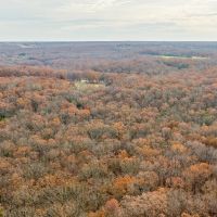 19.76 Acre Timber Tract Tract C for Sale Phelps County images 4
