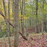 Ohio hunters get-a-way with off grid cabins bordering Wayne National Forest at the end of a dead-end gravel road images 3