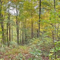 Ohio hunters get-a-way with off grid cabins bordering Wayne National Forest at the end of a dead-end gravel road images 4