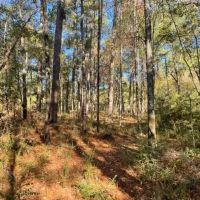 Camp and 15 Acres images 3